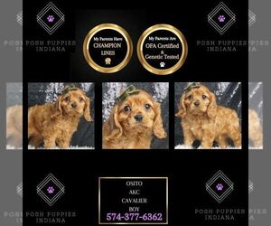 Cavalier King Charles Spaniel Puppy for sale in WARSAW, IN, USA