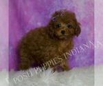 Small Photo #64 Poodle (Miniature) Puppy For Sale in WARSAW, IN, USA