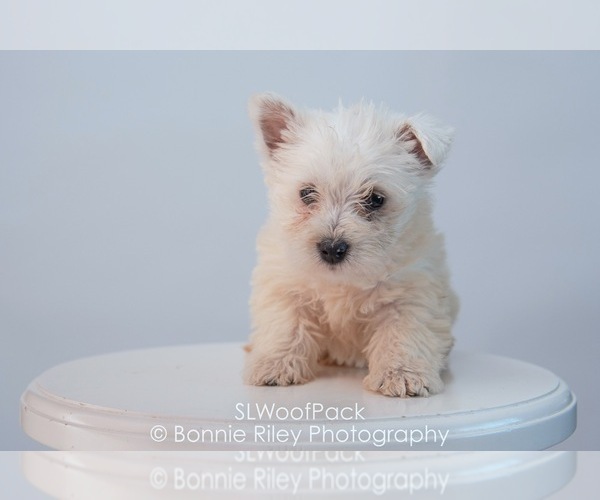 Medium Photo #3 West Highland White Terrier Puppy For Sale in PLEASANTON, KS, USA