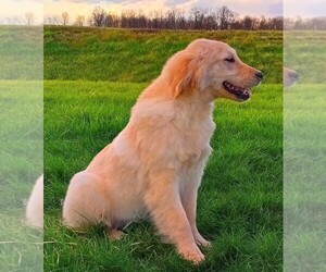Golden Retriever Puppy for sale in FREDERICKSBURG, OH, USA