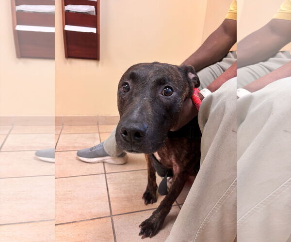 Medium Photo #5 American Pit Bull Terrier-Unknown Mix Puppy For Sale in Virginia Beach, VA, USA