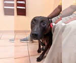 Small #4 American Pit Bull Terrier Mix