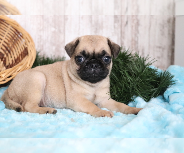 Full screen Photo #1 Pug Puppy For Sale in SHILOH, OH, USA