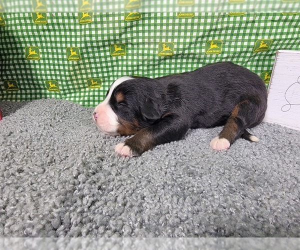 Medium Photo #7 Bernese Mountain Dog Puppy For Sale in BLACK FOREST, CO, USA