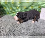 Small #6 Bernese Mountain Dog