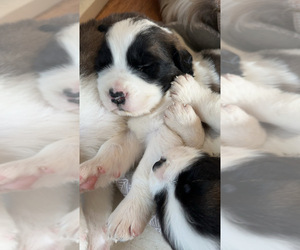 Saint Bernard Puppy for sale in ELIZABETH CITY, NC, USA