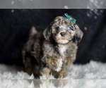 Small Photo #66 Poodle (Toy) Puppy For Sale in WARSAW, IN, USA