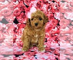 Small Photo #1 Poodle (Toy) Puppy For Sale in LINCOLN UNIV, PA, USA