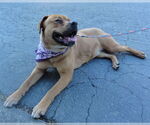 Small #5 Boxer Mix