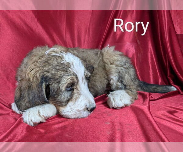 Medium Photo #25 Bernedoodle Puppy For Sale in CANON CITY, CO, USA
