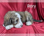Small Photo #25 Bernedoodle Puppy For Sale in CANON CITY, CO, USA