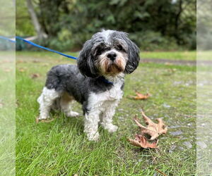 Havanese Dogs for adoption in Arlington, WA, USA