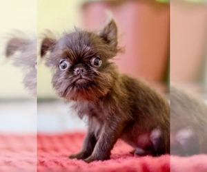 Brussels Griffon Puppy for sale in Warsaw, Mazovia, Poland