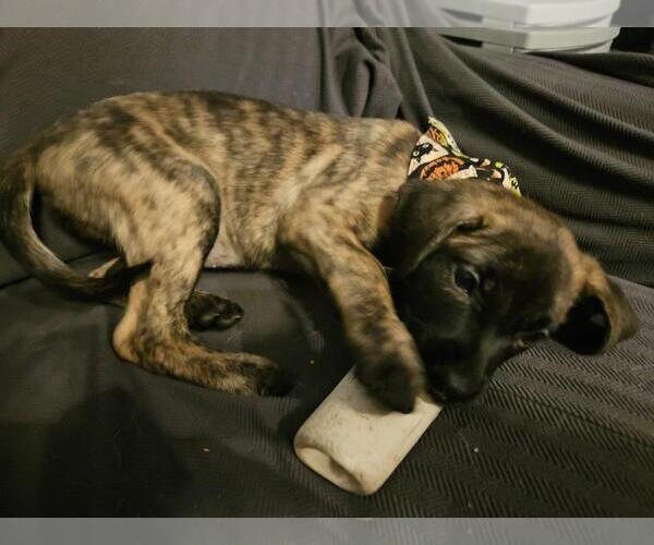 Medium Photo #2 German Shepherd Dog-Unknown Mix Puppy For Sale in Incline Village, NV, USA