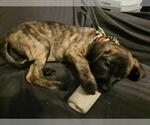 Small #1 German Shepherd Dog Mix
