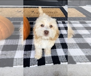 Cock-A-Poo Puppy for sale in FRANKLIN, IN, USA