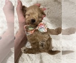 Small Photo #6 Schnoodle (Miniature) Puppy For Sale in REDDING, CA, USA