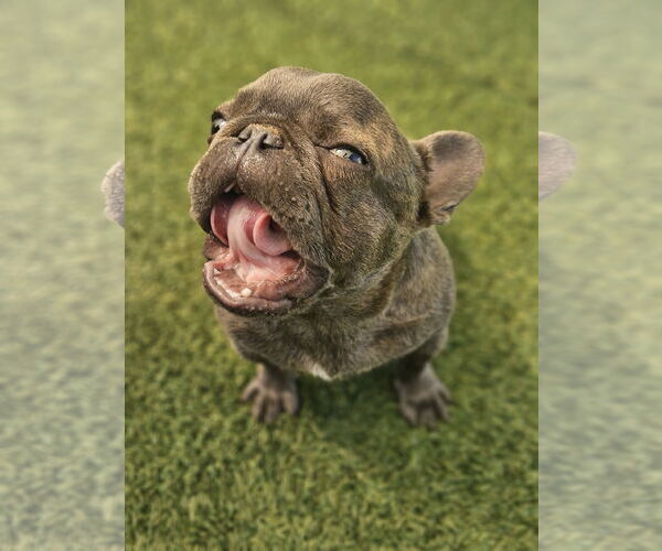 Medium Photo #7 French Bulldog Puppy For Sale in Lake elsinore, CA, USA