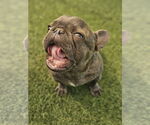 Small #6 French Bulldog