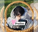 Puppy Praline Aussiedoodle Miniature 