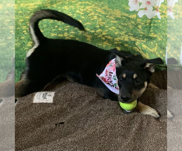Medium Photo #2 Mutt Puppy For Sale in San Leon, TX, USA
