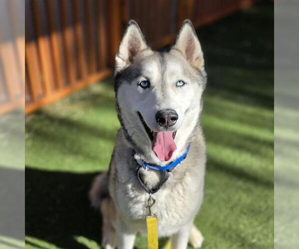 Medium Photo #2 Siberian Husky-Unknown Mix Puppy For Sale in Las Vegas, NV, USA
