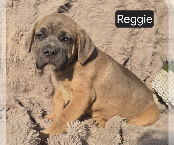 Medium Photo #4 Cane Corso Puppy For Sale in MINERAL WELLS, WV, USA