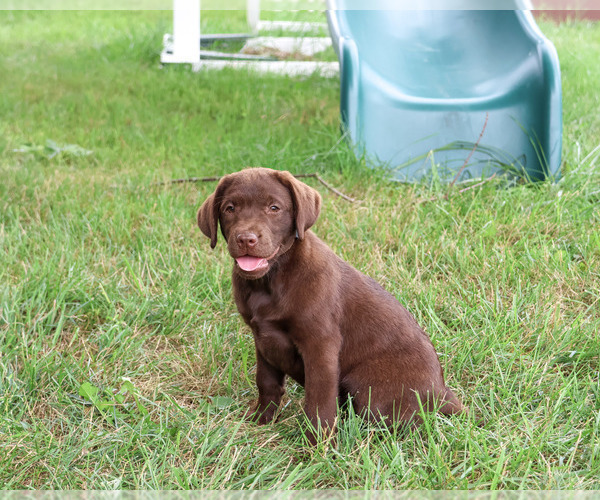 Medium Photo #1 Labrador Retriever Puppy For Sale in SYRACUSE, IN, USA