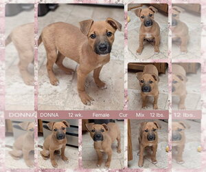 Mutt Dogs for adoption in Mesa, AZ, USA
