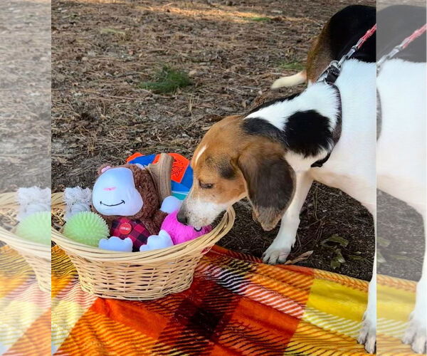 Medium Photo #6 Mutt Puppy For Sale in North Myrtle Beach, SC, USA