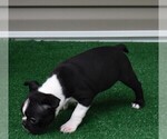 Small Photo #12 Boston Terrier Puppy For Sale in MACON, GA, USA