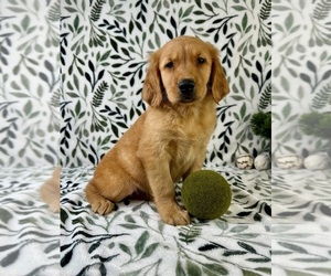 Golden Retriever Puppy for sale in GREENFIELD, IN, USA