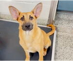 Small #1 Black Mouth Cur Mix