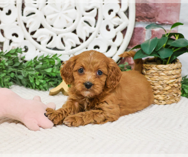 Medium Photo #10 Cavapoo (Miniature) Puppy For Sale in SYRACUSE, IN, USA