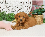 Small #9 Cavapoo (Miniature)