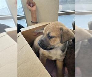 Siberian Husky-Unknown Mix Dogs for adoption in San Antonio, TX, USA