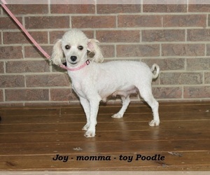 Mother of the Poodle (Toy) puppies born on 03/20/2024