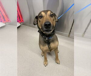 German Shepherd Dog-Unknown Mix Dogs for adoption in Fairbanks, AK, USA