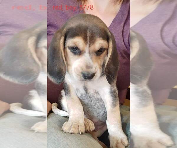 Medium Photo #15 Beagle Puppy For Sale in CENTRALIA, WA, USA