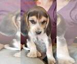 Small Photo #15 Beagle Puppy For Sale in CENTRALIA, WA, USA