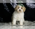 Small #1 Maltipoo (Miniature)