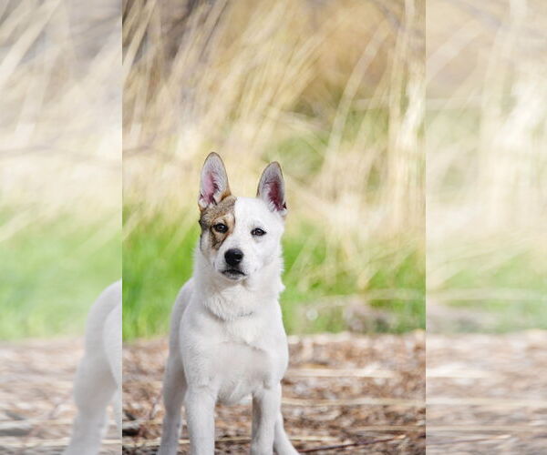 Medium Photo #9 Huskies -Unknown Mix Puppy For Sale in Sandy, UT, USA