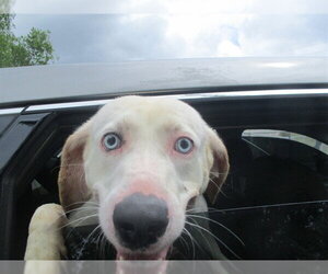 Catahoula Leopard Dog-Unknown Mix Dogs for adoption in Ocala, FL, USA