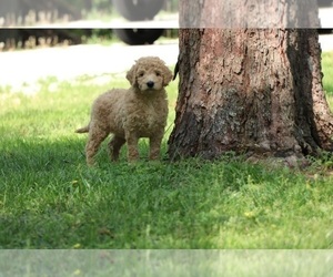 Goldendoodle Puppy for sale in FAIR GROVE, MO, USA