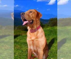Father of the Labrador Retriever puppies born on 03/11/2025