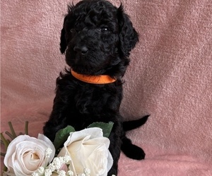 Medium Poodle (Standard)