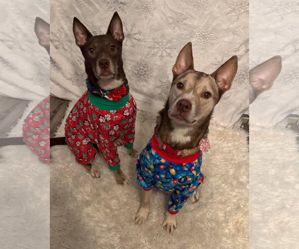 Medium Photo #17 Siberian Husky-Unknown Mix Puppy For Sale in Germantown, OH, USA