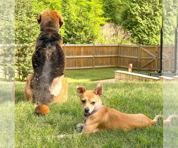 Medium Photo #5 Chihuahua-Unknown Mix Puppy For Sale in Holly Springs, NC, USA