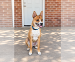 Mesa Mikey - Male German Shepherd Dog-Unknown Mix Dog for Adoption - Small photo