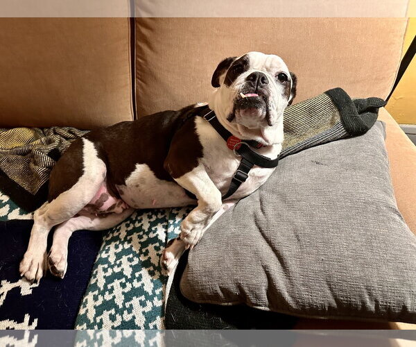 Medium Photo #9 Bulldog Puppy For Sale in St. Louis Park, MN, USA